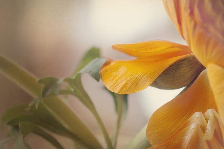 Free stock image of Blooming created by Pixabay
