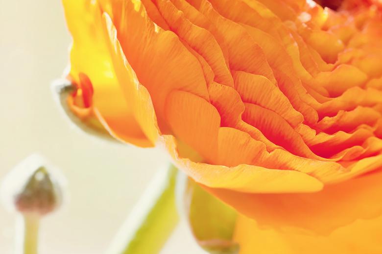 Free stock image of Orange Flower created by Pixabay