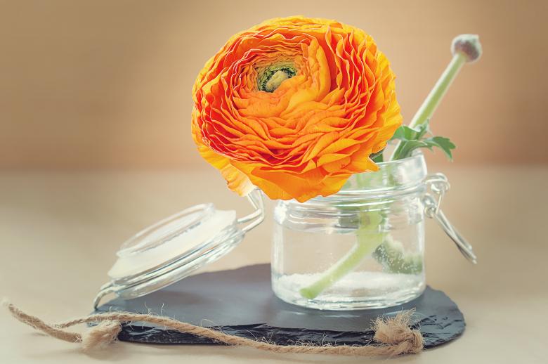 Free stock image of Fresh created by Pixabay