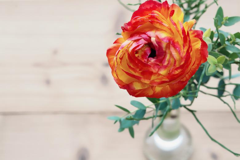 Free stock image of Orange Ranunculus created by Pixabay