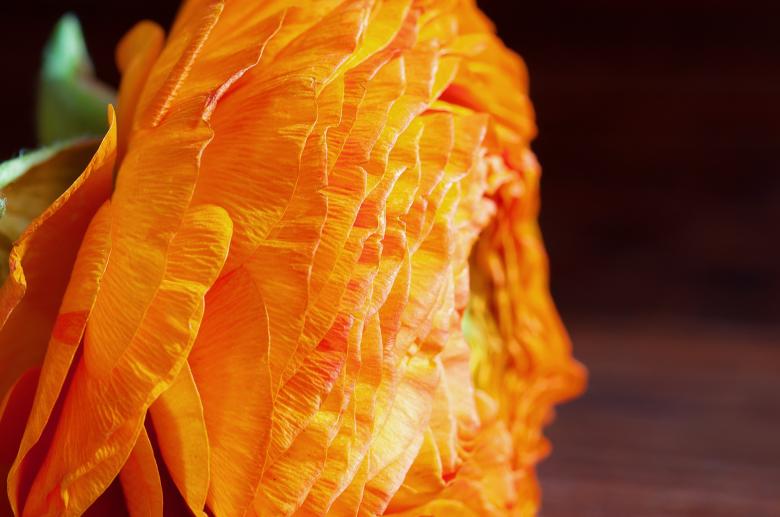 Free stock image of Orange Ranunculus created by Pixabay