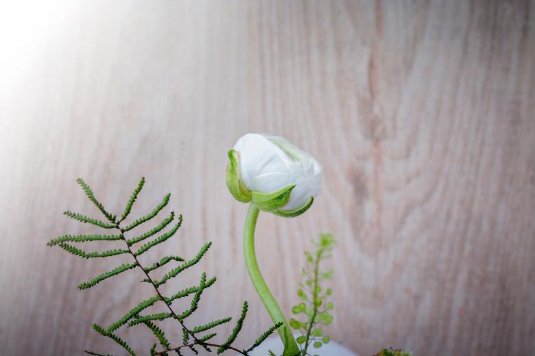 Free stock image of Ranunculus created by Pixabay