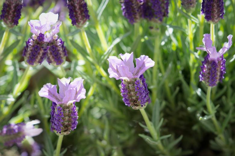 Free stock image of Flowers created by Pixabay