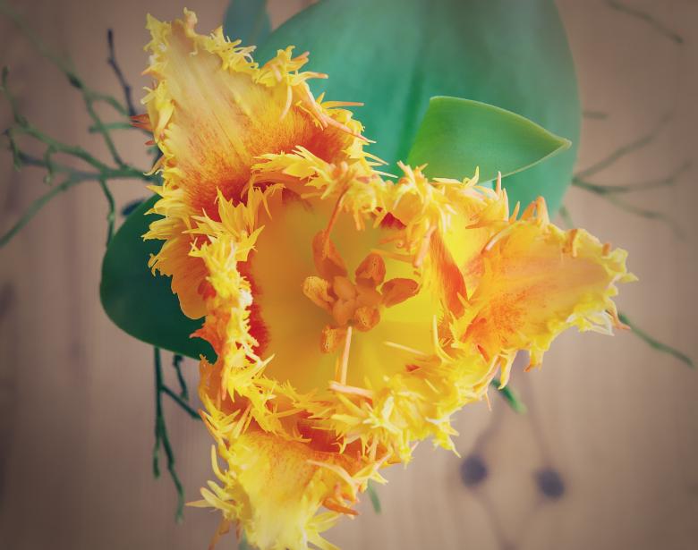 Free stock image of Yellow Flower created by Pixabay