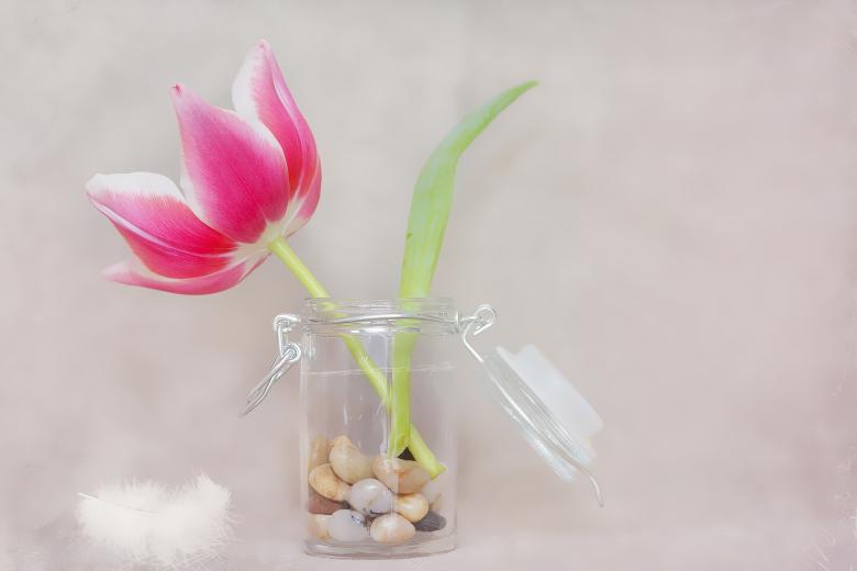 Free stock image of Tulip created by Pixabay