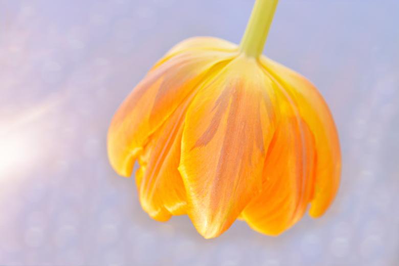 Free stock image of Yellow Tulip created by Pixabay