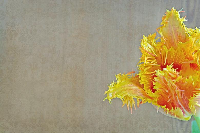 Free stock image of Yellow Tulip created by Pixabay
