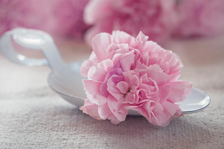 Free stock image of Pink Flower created by Pixabay