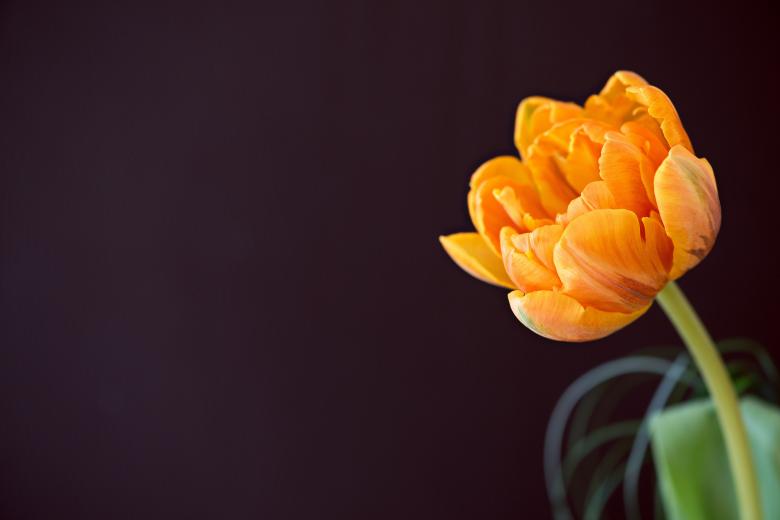 Free stock image of Flower created by Pixabay