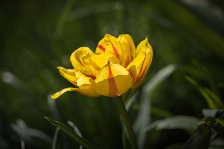 Free stock image of Yellow Tulip created by Pixabay