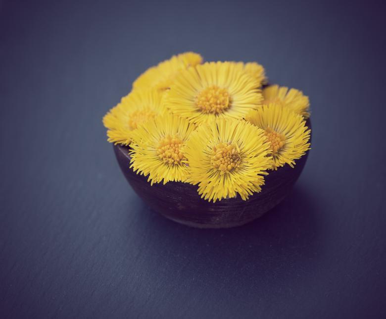 Free stock image of Yellow Flowers created by Pixabay