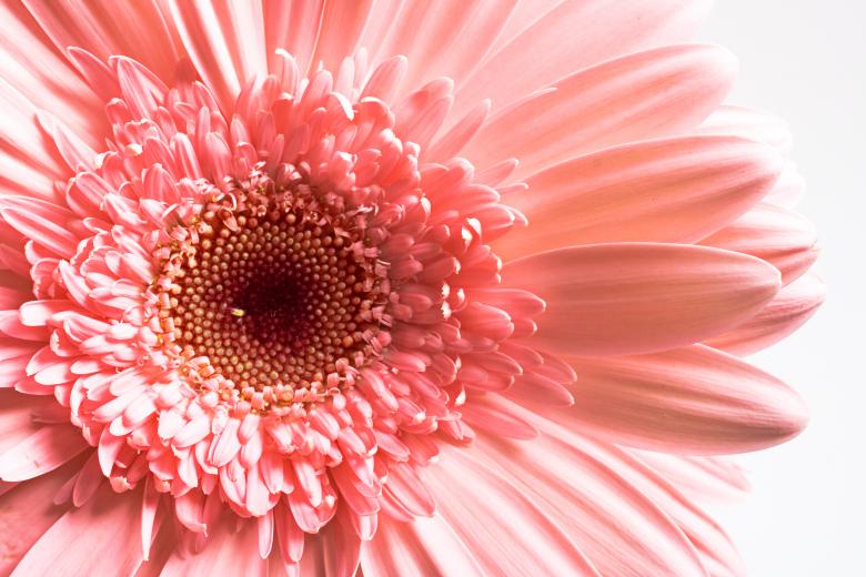 Free stock image of Pink Gerbera created by 2happy
