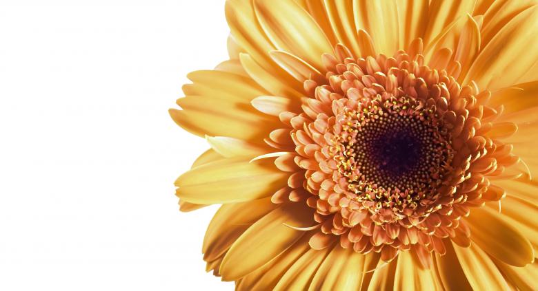 Free stock image of Orange Gerbera created by 2happy