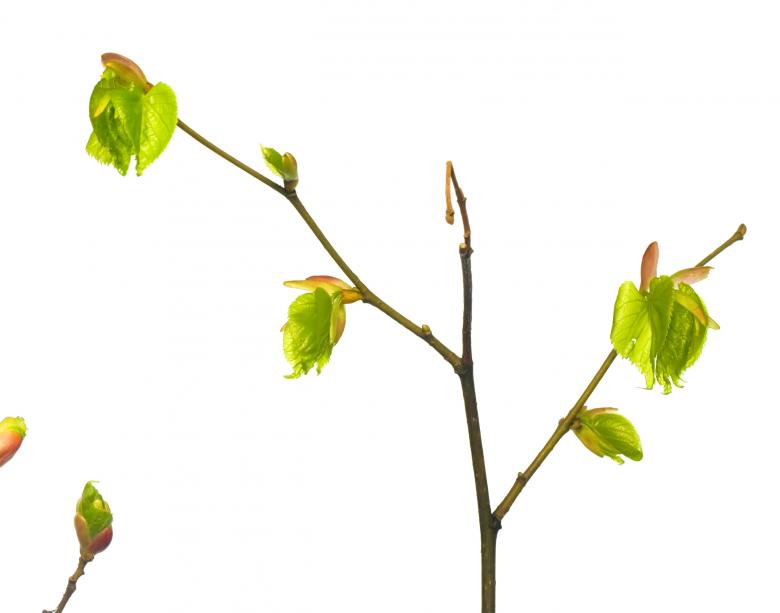 Free stock image of branch with leaves created by 2happy