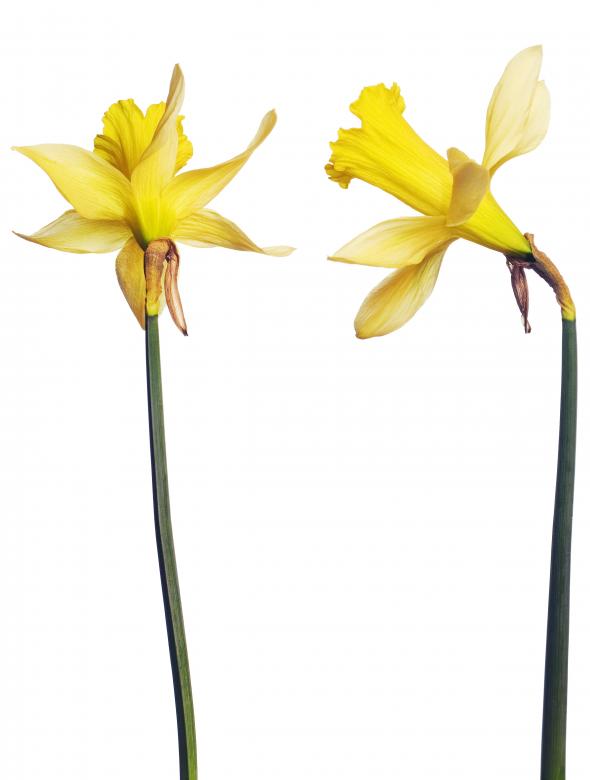 Free stock image of Narcissus created by 2happy