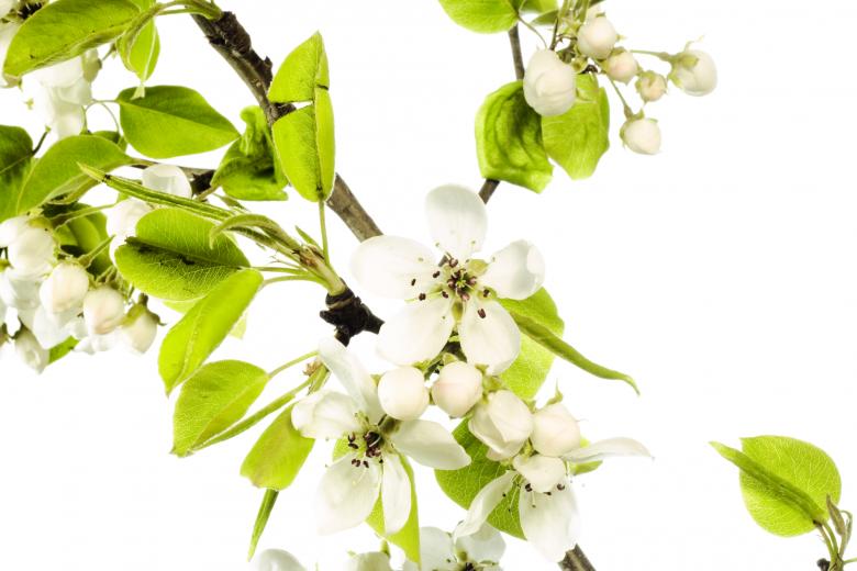 Free stock image of branch with flowers created by 2happy