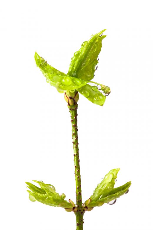 Free stock image of branch with leaves created by 2happy