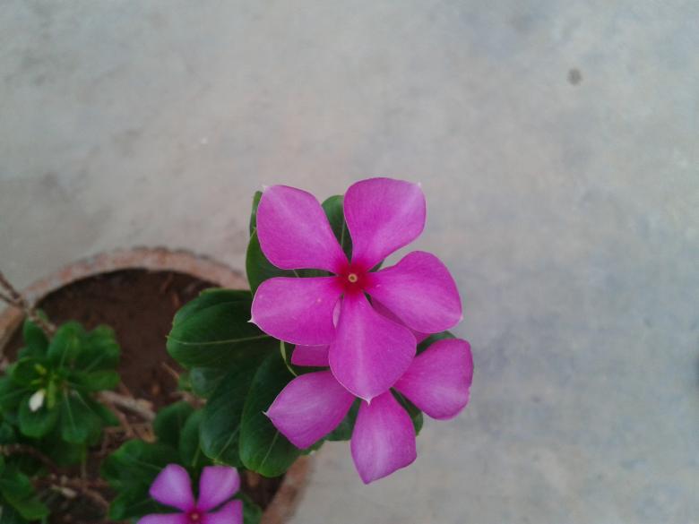 Free stock image of Chota flower created by k sangeeta