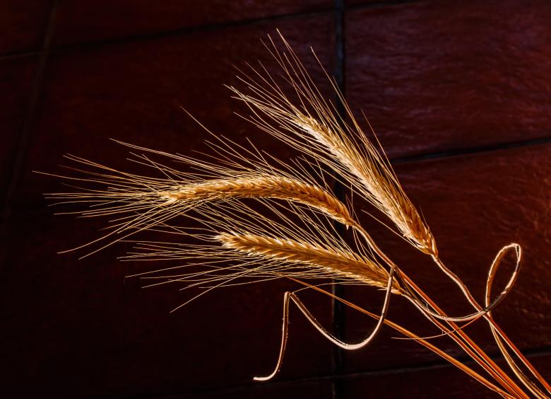 Free stock image of Barley created by Pixabay