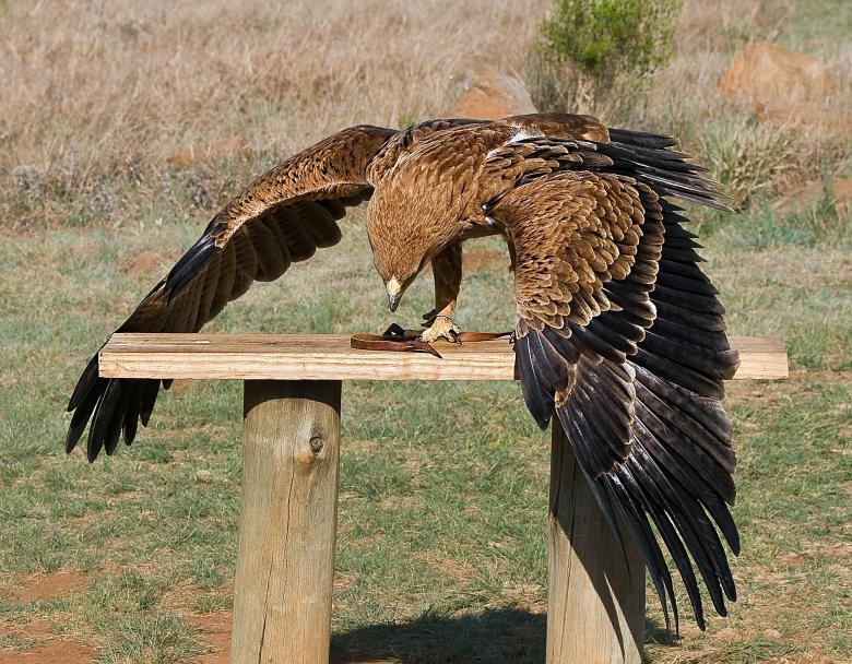 Free stock image of Eagle created by Pixabay