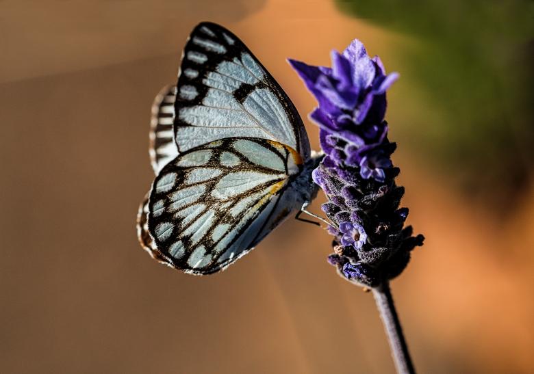 Free stock image of Butterfly created by Pixabay