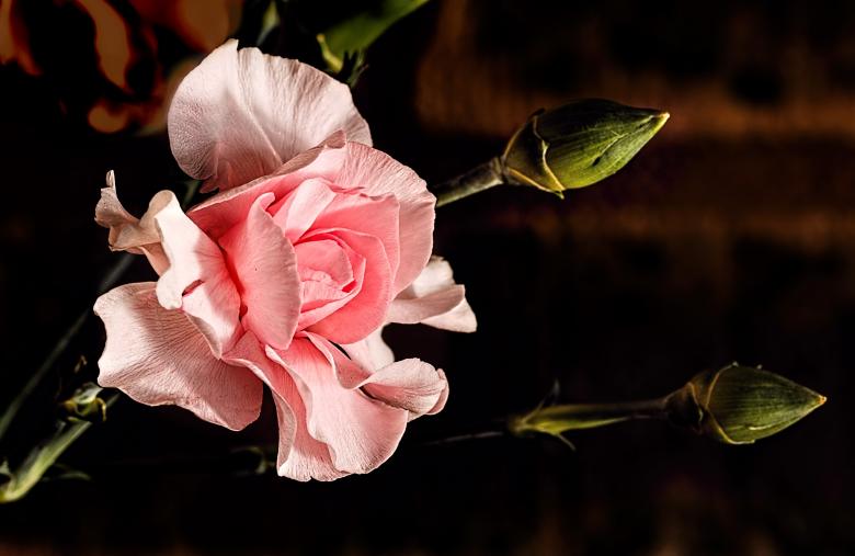 Free stock image of Pink Flower created by Pixabay