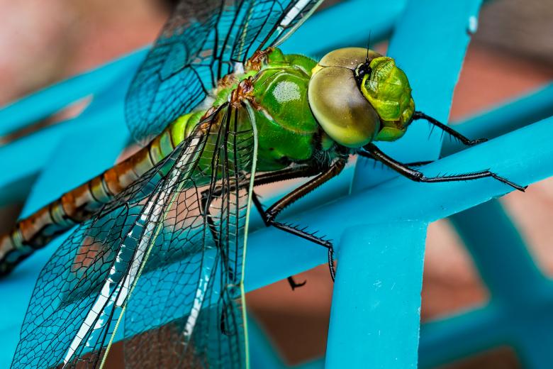 Free stock image of Dragonfly created by Pixabay