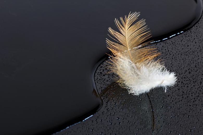 Free stock image of Feather created by Pixabay