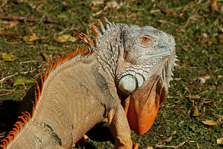 Free stock image of Iguana created by Pixabay
