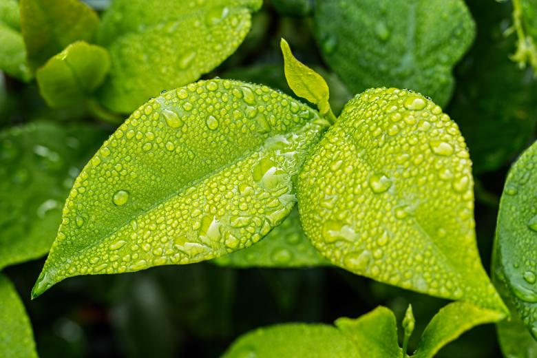 Free stock image of Nature created by Pixabay