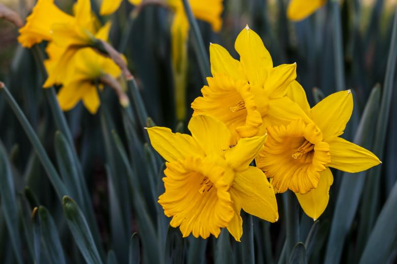 Free stock image of Narcissus created by Pixabay