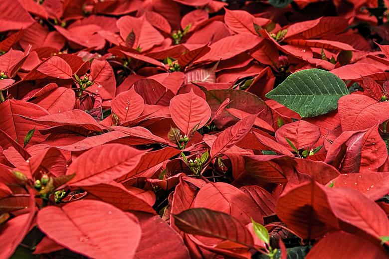 Free stock image of Poinsettia created by Pixabay