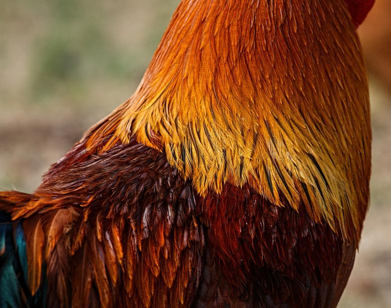 Free stock image of Rooster created by Pixabay