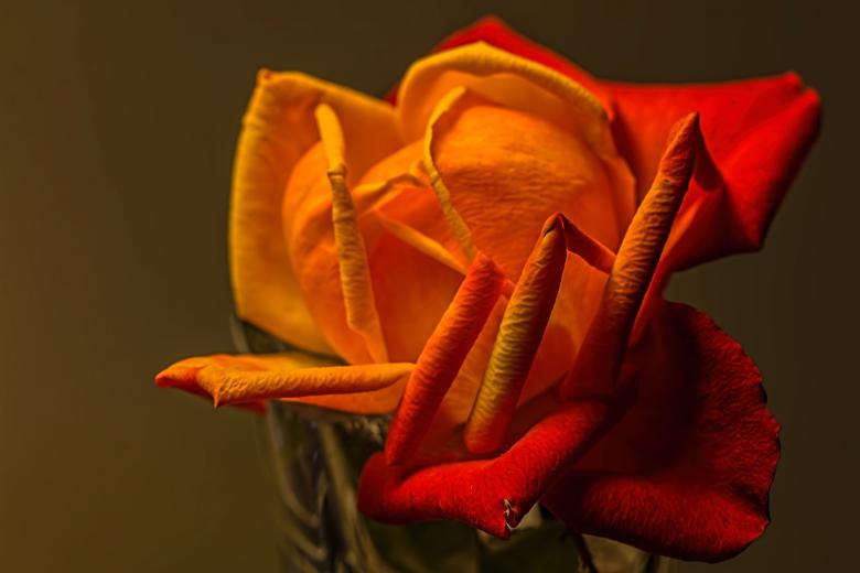 Free stock image of Rose created by Pixabay