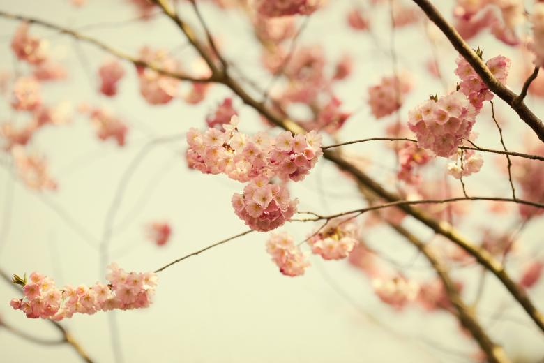Free stock image of Garden created by Pixabay