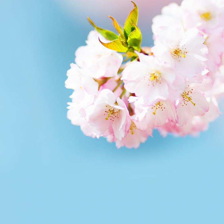 Free stock image of Fresh created by Pixabay