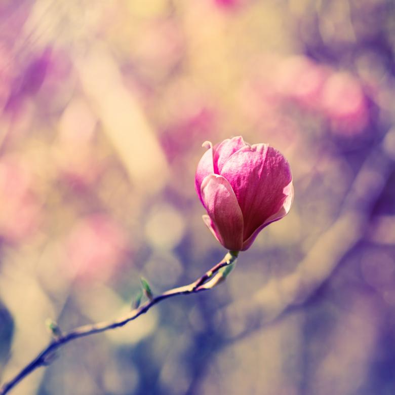 Free stock image of Blooming created by Pixabay