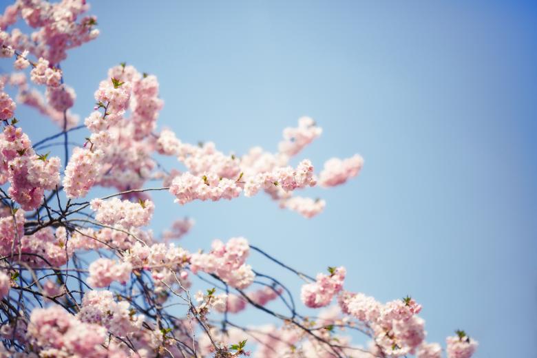 Free stock image of Fragrance created by Pixabay