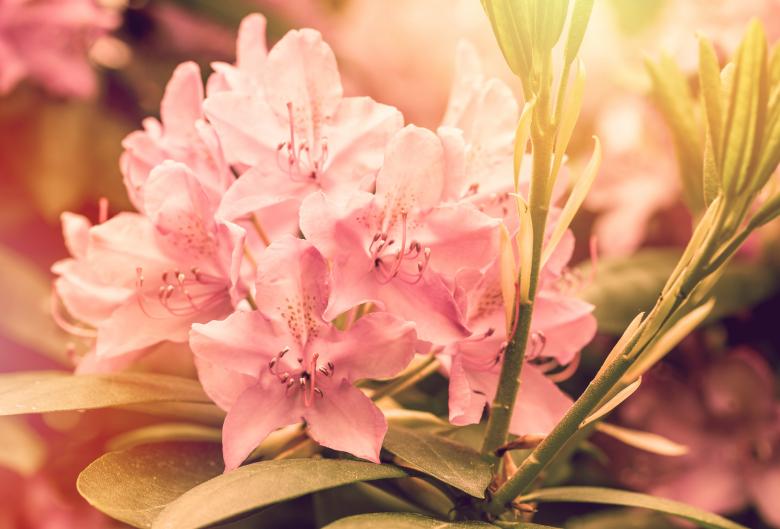 Free stock image of Blooming created by Pixabay