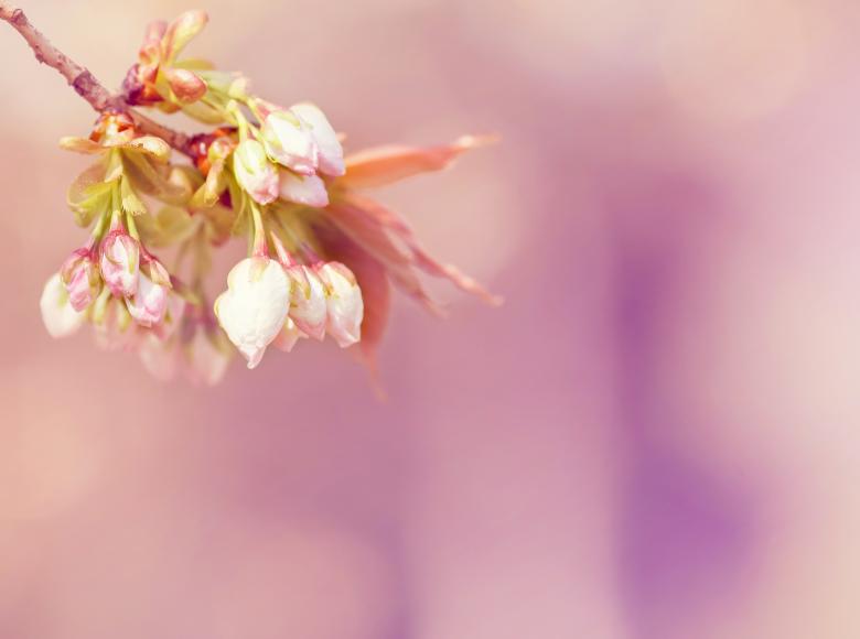 Free stock image of Flowers created by Pixabay