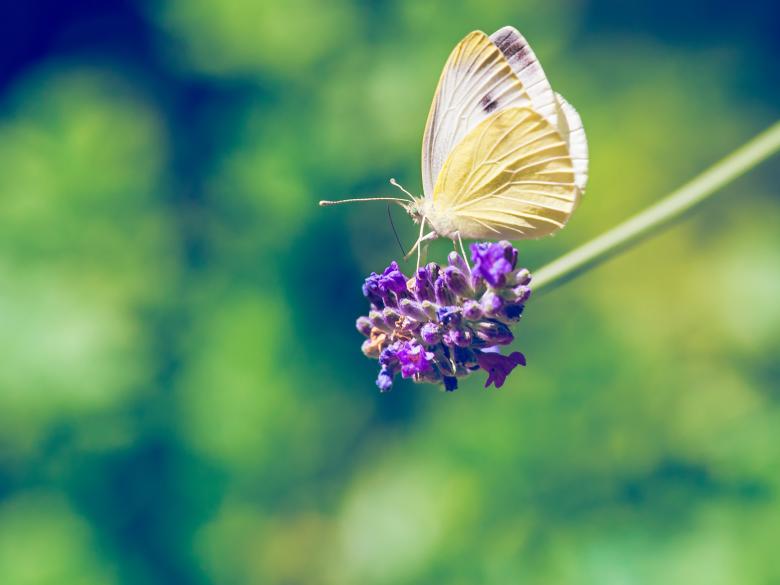 Free stock image of Nature created by Pixabay