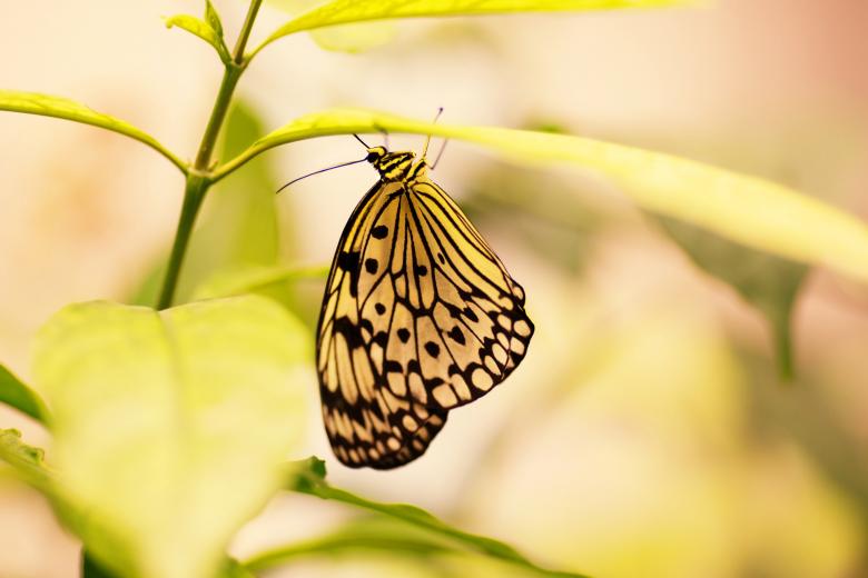 Free stock image of Wild created by Pixabay