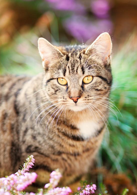 Free stock image of Pet created by Pixabay