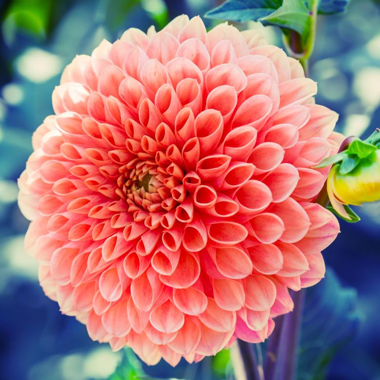 Free stock image of Dahlia created by Pixabay