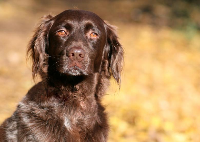 Free stock image of Pet created by Pixabay