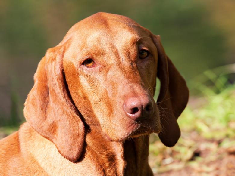 Free stock image of Loyal created by Pixabay