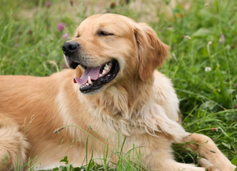 Free stock image of Pet created by Pixabay