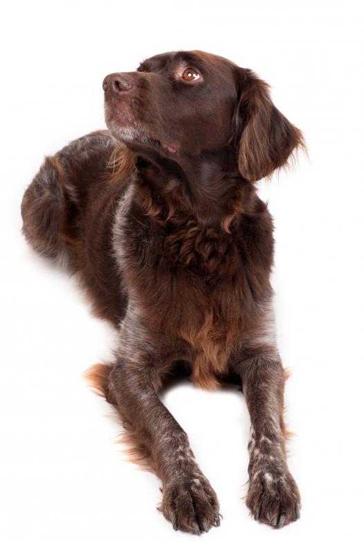 Free stock image of Brown Dog created by Pixabay