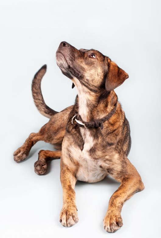 Free stock image of Dog created by Pixabay