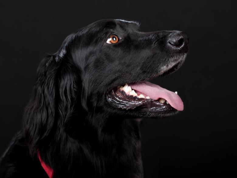 Free stock image of Black Dog created by Pixabay